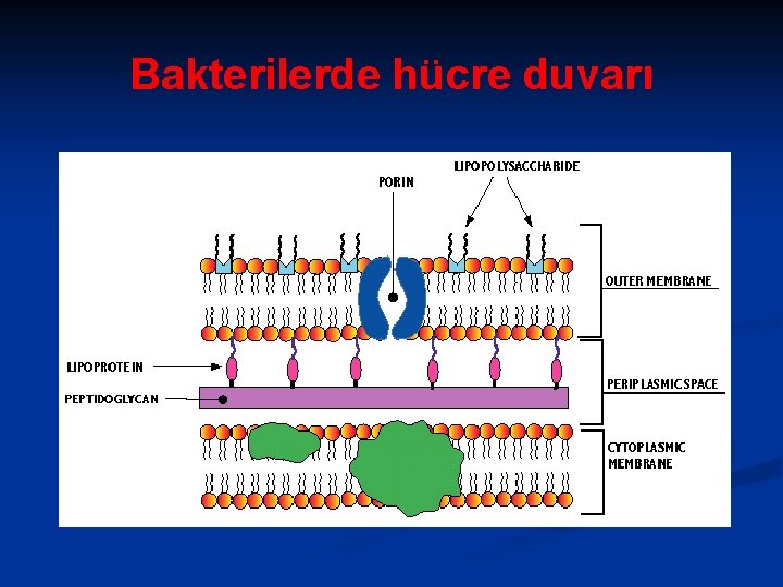 Bakterilerde hücre duvarı 