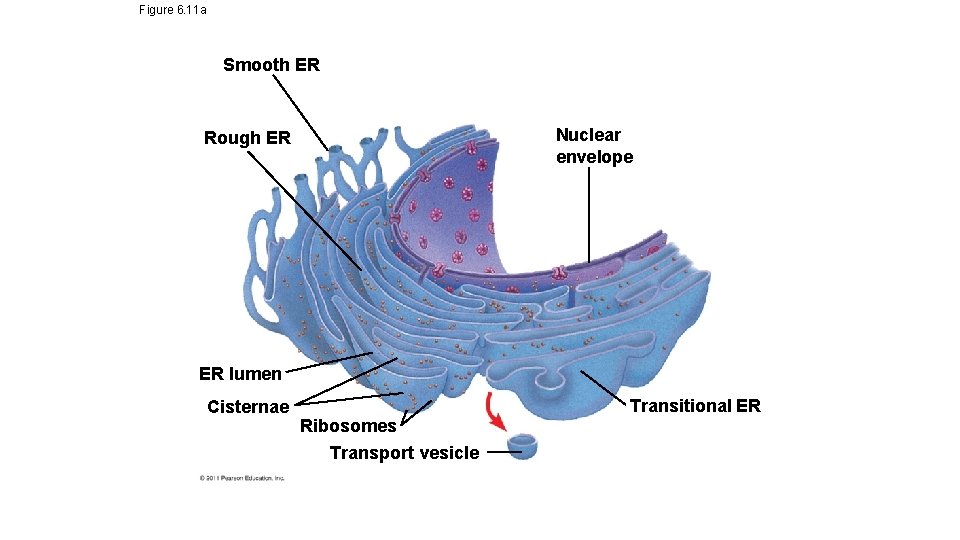 Figure 6. 11 a Smooth ER Nuclear envelope Rough ER ER lumen Cisternae Ribosomes Figure 6. 11 a Smooth ER Nuclear envelope Rough ER ER lumen Cisternae Ribosomes