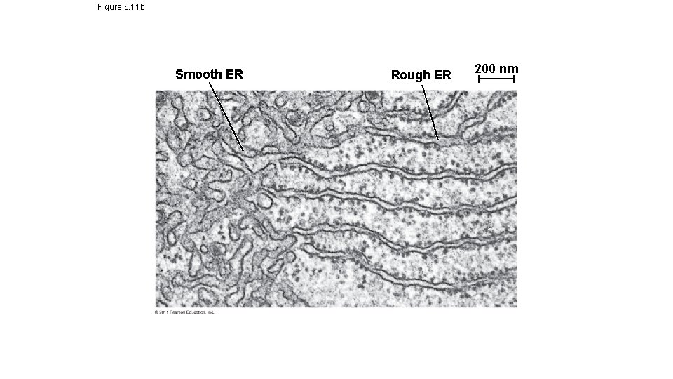 Figure 6. 11 b Smooth ER Rough ER 200 nm Figure 6. 11 b Smooth ER Rough ER 200 nm