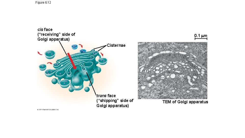 Figure 6. 12 cis face (“receiving” side of Golgi apparatus) 0. 1 m Cisternae Figure 6. 12 cis face (“receiving” side of Golgi apparatus) 0. 1 m Cisternae