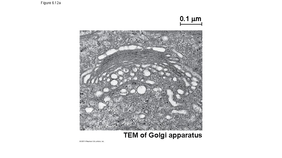 Figure 6. 12 a 0. 1 m TEM of Golgi apparatus Figure 6. 12 a 0. 1 m TEM of Golgi apparatus