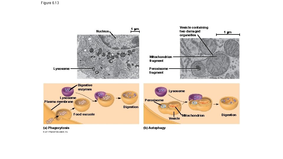 Figure 6. 13 Nucleus Vesicle containing two damaged organelles 1 m Mitochondrion fragment Peroxisome Figure 6. 13 Nucleus Vesicle containing two damaged organelles 1 m Mitochondrion fragment Peroxisome