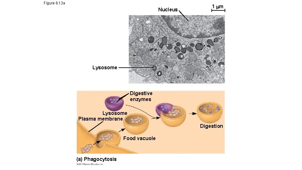 Figure 6. 13 a Nucleus 1 m Lysosome Digestive enzymes Lysosome Plasma membrane Digestion Figure 6. 13 a Nucleus 1 m Lysosome Digestive enzymes Lysosome Plasma membrane Digestion