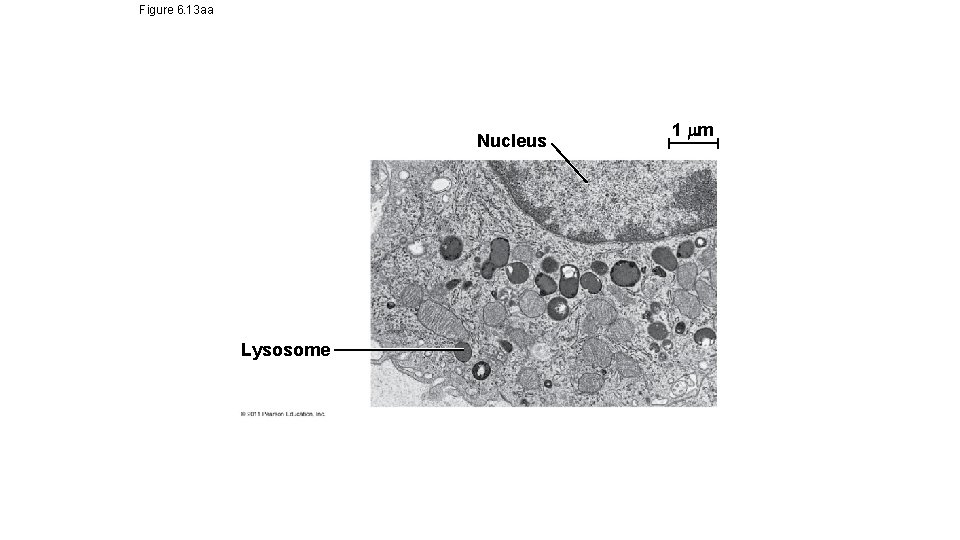 Figure 6. 13 aa Nucleus Lysosome 1 m Figure 6. 13 aa Nucleus Lysosome 1 m