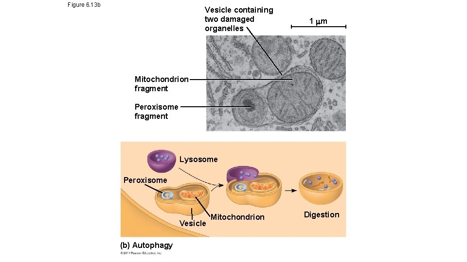 Figure 6. 13 b Vesicle containing two damaged organelles 1 m Mitochondrion fragment Peroxisome Figure 6. 13 b Vesicle containing two damaged organelles 1 m Mitochondrion fragment Peroxisome