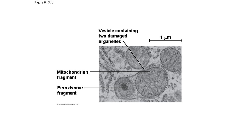 Figure 6. 13 bb Vesicle containing two damaged organelles Mitochondrion fragment Peroxisome fragment 1 Figure 6. 13 bb Vesicle containing two damaged organelles Mitochondrion fragment Peroxisome fragment 1