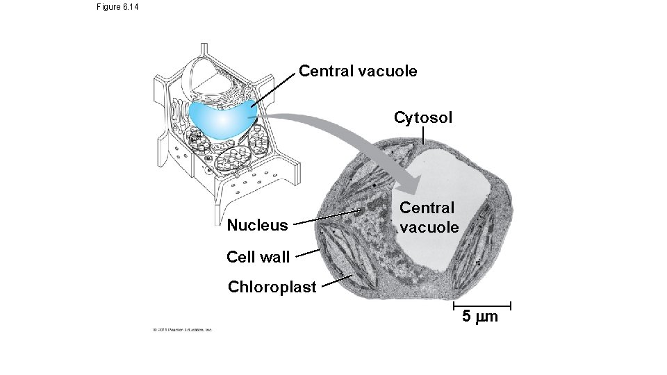 Figure 6. 14 Central vacuole Cytosol Nucleus Central vacuole Cell wall Chloroplast 5 m Figure 6. 14 Central vacuole Cytosol Nucleus Central vacuole Cell wall Chloroplast 5 m