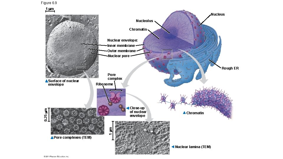 Figure 6. 9 1 m Nucleus Nucleolus Chromatin Nuclear envelope: Inner membrane Outer membrane Figure 6. 9 1 m Nucleus Nucleolus Chromatin Nuclear envelope: Inner membrane Outer membrane
