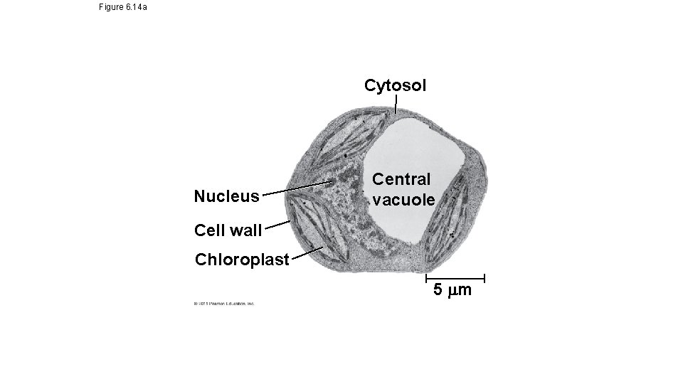 Figure 6. 14 a Cytosol Nucleus Central vacuole Cell wall Chloroplast 5 m Figure 6. 14 a Cytosol Nucleus Central vacuole Cell wall Chloroplast 5 m