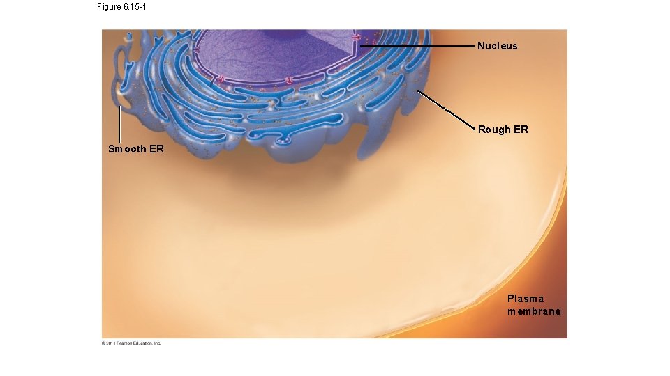 Figure 6. 15 -1 Nucleus Rough ER Smooth ER Plasma membrane Figure 6. 15 -1 Nucleus Rough ER Smooth ER Plasma membrane