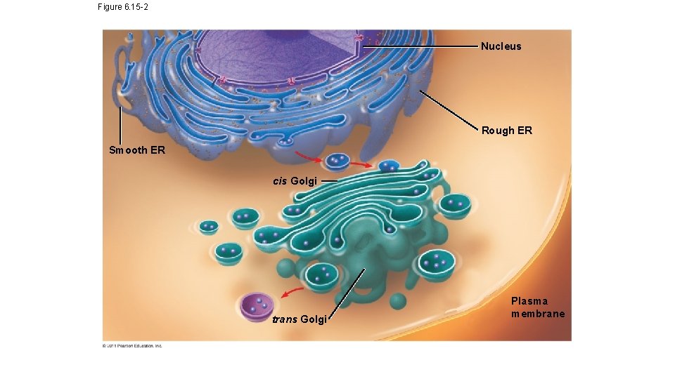 Figure 6. 15 -2 Nucleus Rough ER Smooth ER cis Golgi trans Golgi Plasma Figure 6. 15 -2 Nucleus Rough ER Smooth ER cis Golgi trans Golgi Plasma