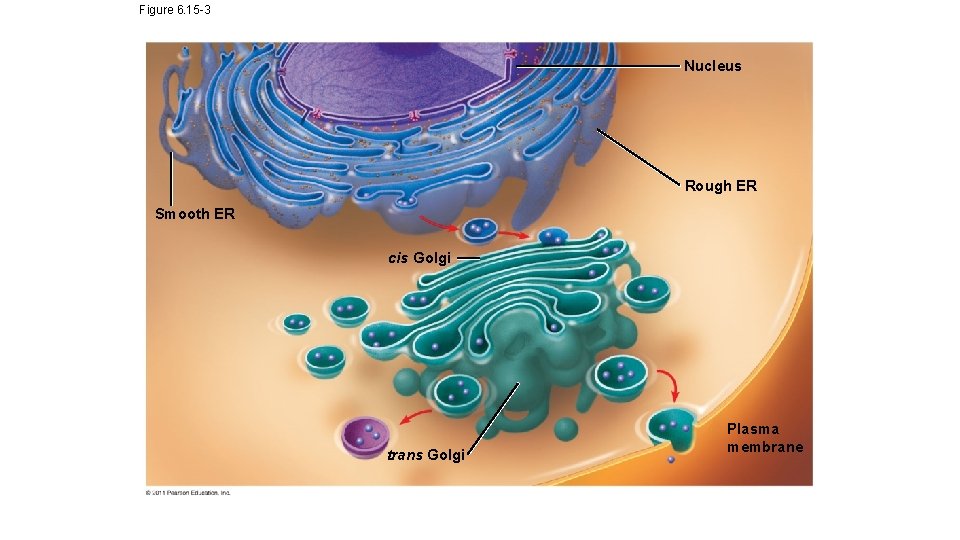 Figure 6. 15 -3 Nucleus Rough ER Smooth ER cis Golgi trans Golgi Plasma Figure 6. 15 -3 Nucleus Rough ER Smooth ER cis Golgi trans Golgi Plasma