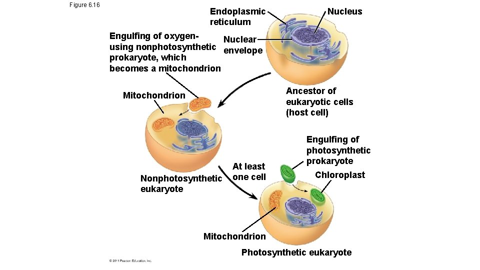 Figure 6. 16 Endoplasmic reticulum Nucleus Engulfing of oxygen. Nuclear using nonphotosynthetic envelope prokaryote, Figure 6. 16 Endoplasmic reticulum Nucleus Engulfing of oxygen. Nuclear using nonphotosynthetic envelope prokaryote,