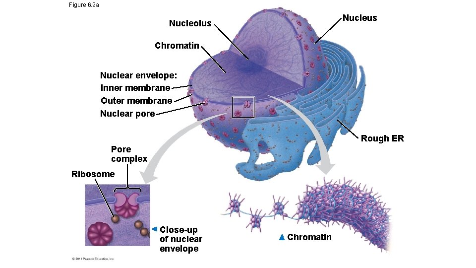 Figure 6. 9 a Nucleus Nucleolus Chromatin Nuclear envelope: Inner membrane Outer membrane Nuclear Figure 6. 9 a Nucleus Nucleolus Chromatin Nuclear envelope: Inner membrane Outer membrane Nuclear