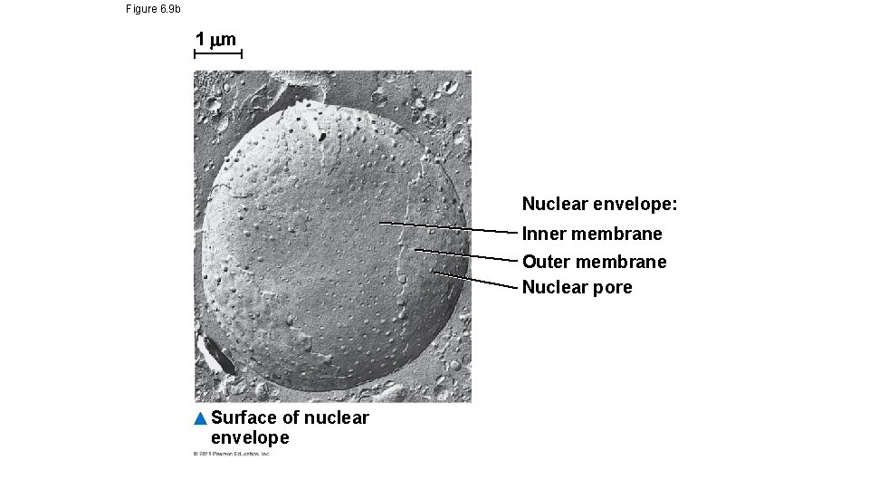 Figure 6. 9 b 1 m Nuclear envelope: Inner membrane Outer membrane Nuclear pore Figure 6. 9 b 1 m Nuclear envelope: Inner membrane Outer membrane Nuclear pore