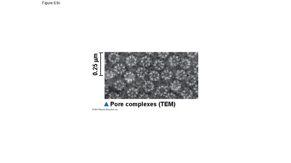 0. 25 m Figure 6. 9 c Pore complexes (TEM) 0. 25 m Figure 6. 9 c Pore complexes (TEM)