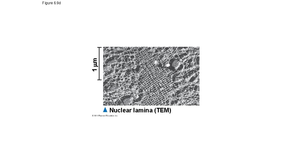 1 m Figure 6. 9 d Nuclear lamina (TEM) 1 m Figure 6. 9 d Nuclear lamina (TEM)