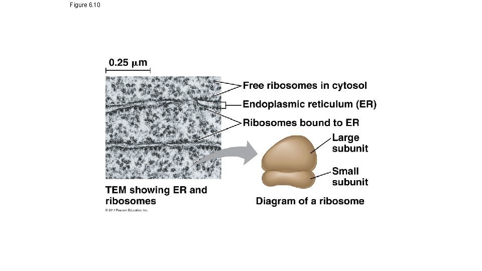 Figure 6. 10 0. 25 m Free ribosomes in cytosol Endoplasmic reticulum (ER) Ribosomes Figure 6. 10 0. 25 m Free ribosomes in cytosol Endoplasmic reticulum (ER) Ribosomes
