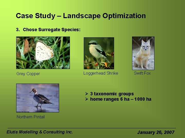 Case Study – Landscape Optimization 3. Chose Surrogate Species: Grey Copper Loggerhead Shrike Swift
