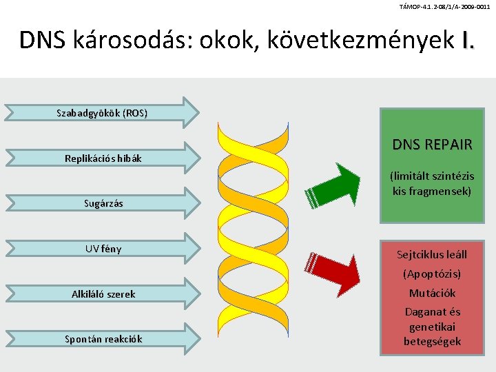 TÁMOP-4. 1. 2 -08/1/A-2009 -0011 DNS károsodás: okok, következmények I. Szabadgyökök (ROS) Replikációs hibák