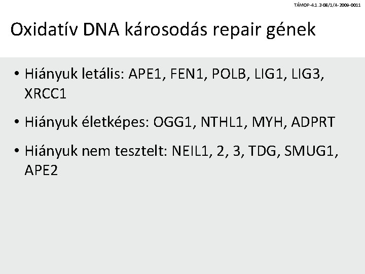 TÁMOP-4. 1. 2 -08/1/A-2009 -0011 Oxidatív DNA károsodás repair gének • Hiányuk letális: APE