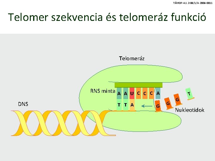 TÁMOP-4. 1. 2 -08/1/A-2009 -0011 Telomer szekvencia és telomeráz funkció Telomeráz RNS minta A