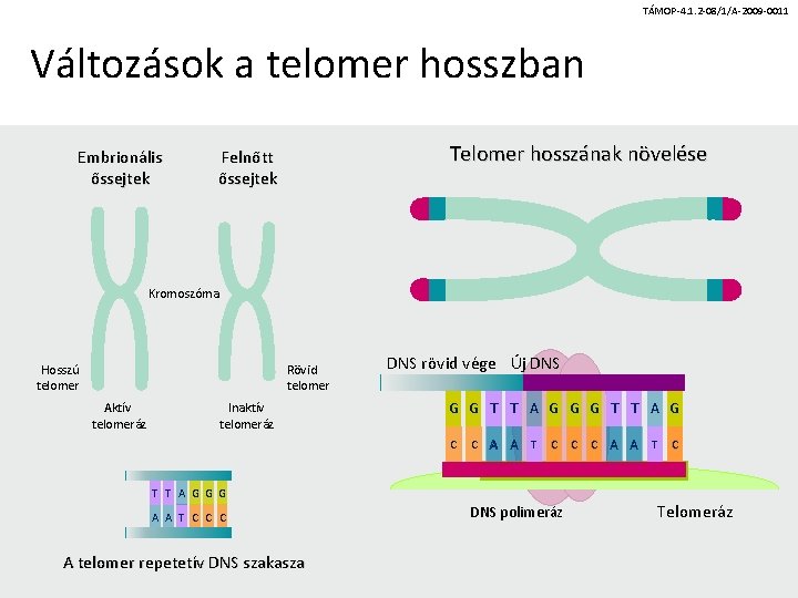 TÁMOP-4. 1. 2 -08/1/A-2009 -0011 Változások a telomer hosszban Embrionális őssejtek Telomer hosszának növelése