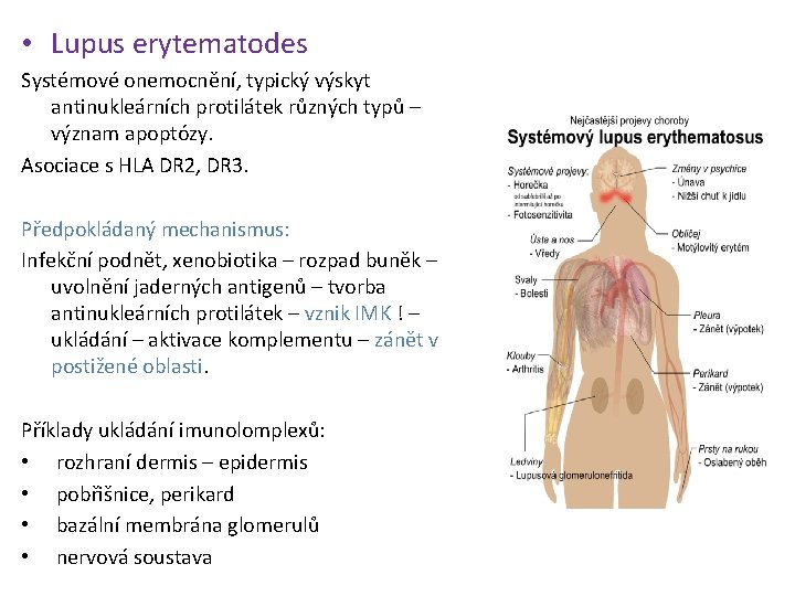  • Lupus erytematodes Systémové onemocnění, typický výskyt antinukleárních protilátek různých typů – význam