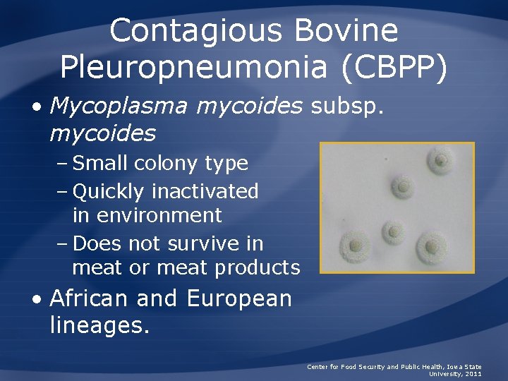 Contagious Bovine Pleuropneumonia (CBPP) • Mycoplasma mycoides subsp. mycoides – Small colony type –