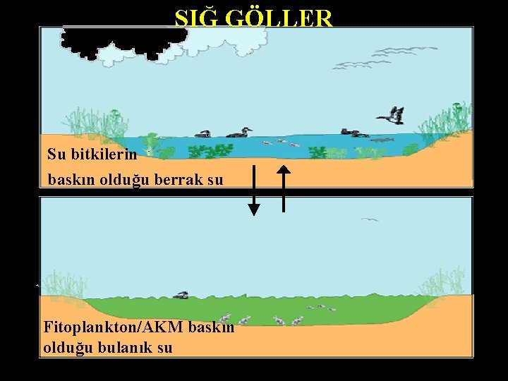 SIĞ GÖLLER Su bitkilerin baskın olduğu berrak su Fitoplankton/AKM baskın olduğu bulanık su 