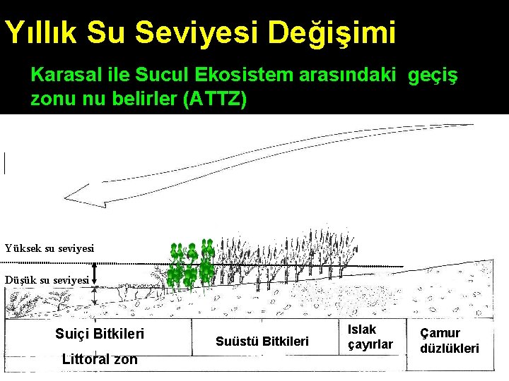 Yıllık Su Seviyesi Değişimi Karasal ile Sucul Ekosistem arasındaki geçiş zonu nu belirler (ATTZ)