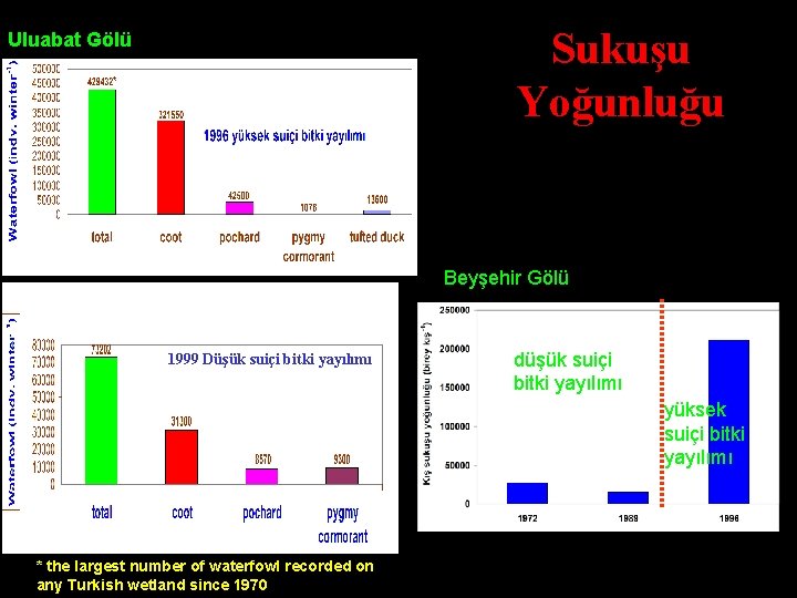 Sukuşu Yoğunluğu Uluabat Gölü Beyşehir Abundant. Gölü vegetation 1999 Düşük suiçi bitki yayılımı Lake