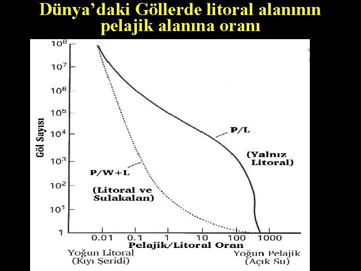 Dünya’daki Göllerde litoral alanının pelajik alanına oranı 