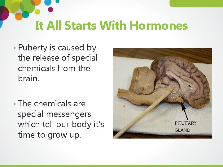 It All Starts With Hormones • Puberty is caused by the release of special