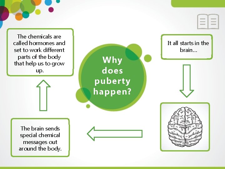 The chemicals are called hormones and set to work different parts of the body