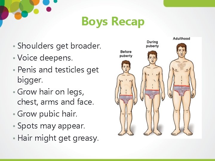 Boys Recap • Shoulders get broader. • Voice deepens. • Penis and testicles get