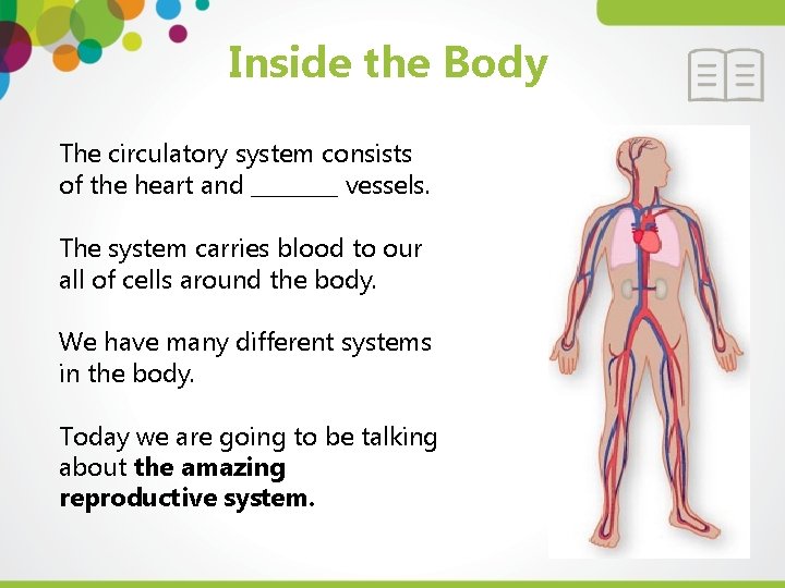 Inside the Body The circulatory system consists of the heart and ____ vessels. The