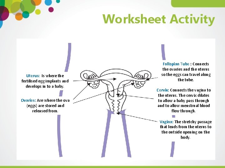 Worksheet Activity Uterus: Is where the fertilised egg implants and Uterus / Womb develops