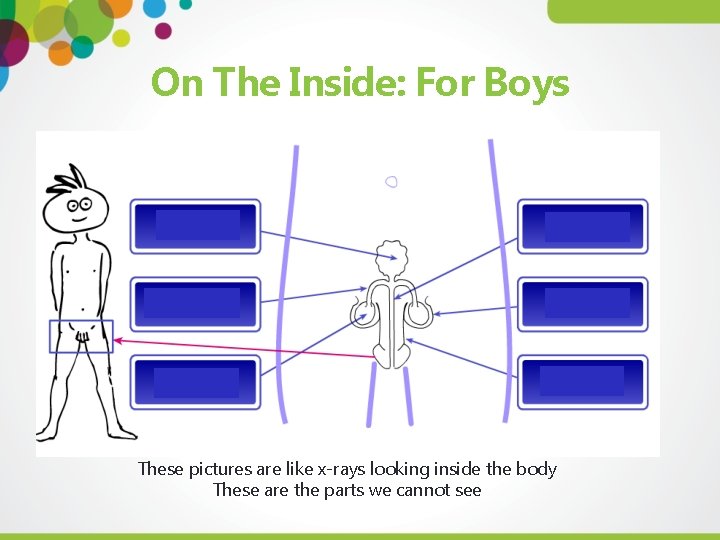 On The Inside: For Boys These pictures are like x-rays looking inside the body