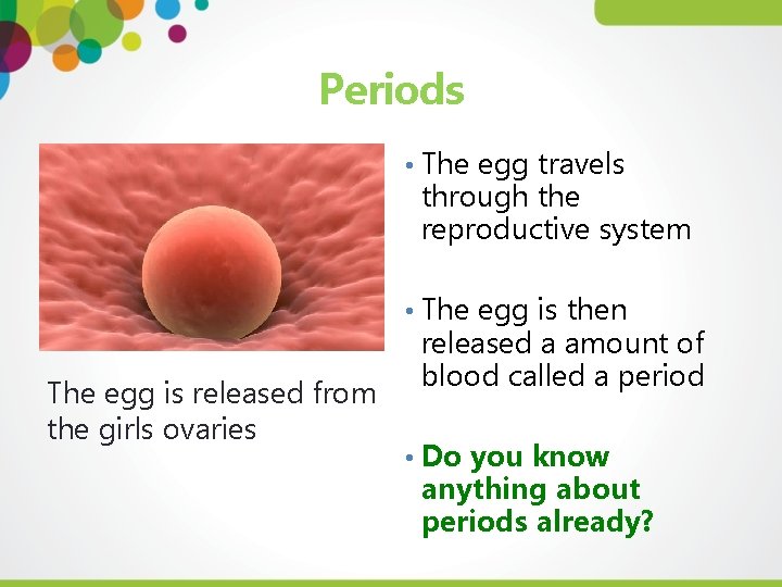 Periods • The egg travels through the reproductive system • The egg is then