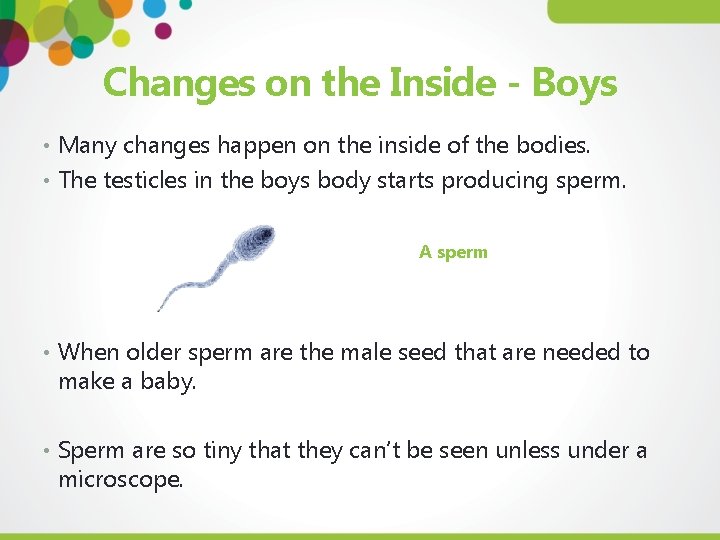 Changes on the Inside - Boys • Many changes happen on the inside of