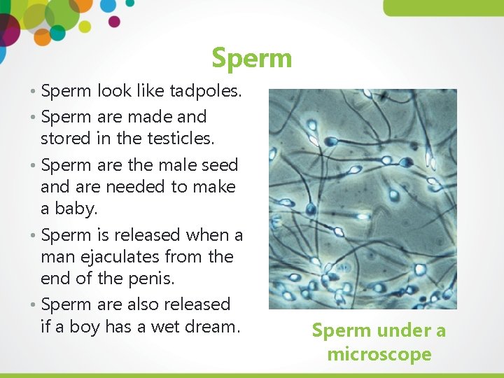 Sperm • Sperm look like tadpoles. • Sperm are made and stored in the