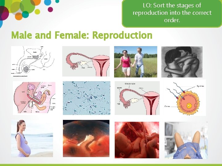 Health LO: Sort the. Sexual stages of reproduction into the correct order. Male and