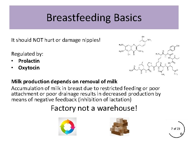 Breastfeeding Basics It should NOT hurt or damage nipples! Regulated by: • Prolactin • Breastfeeding Basics It should NOT hurt or damage nipples! Regulated by: • Prolactin •