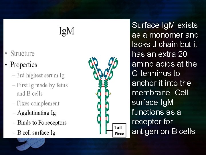 Surface Ig. M exists as a monomer and lacks J chain but it has