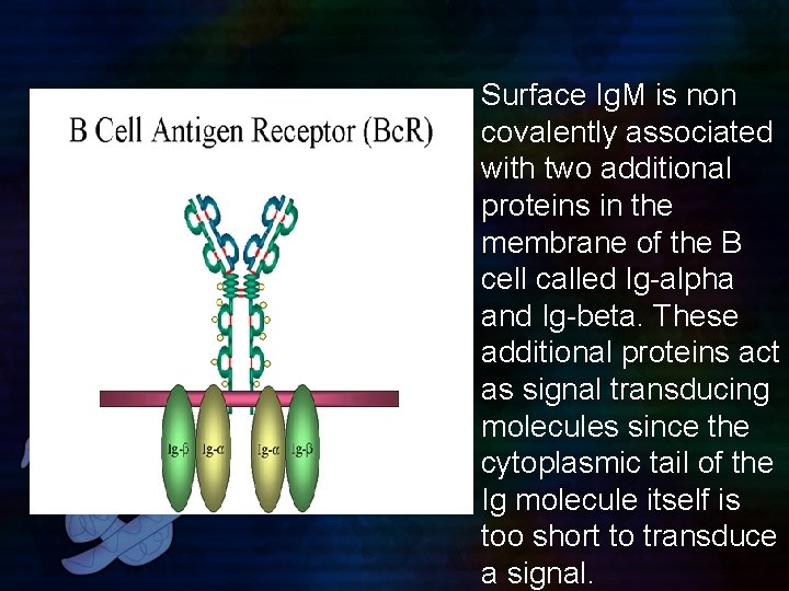 Surface Ig. M is non covalently associated with two additional proteins in the membrane