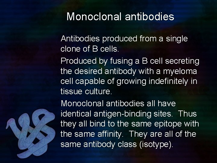 Monoclonal antibodies Antibodies produced from a single clone of B cells. Produced by fusing