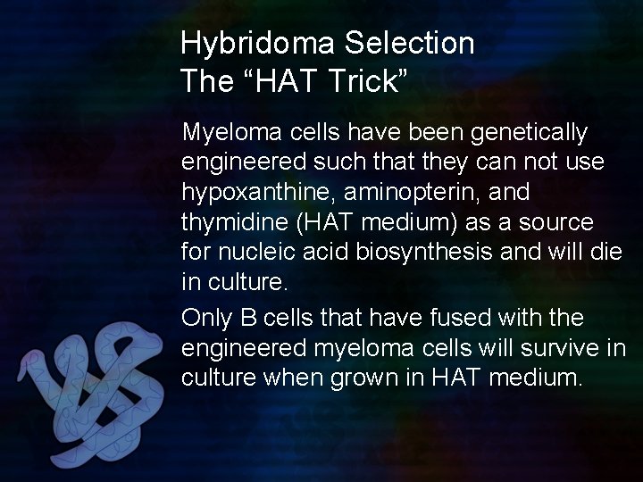Hybridoma Selection The “HAT Trick” Myeloma cells have been genetically engineered such that they