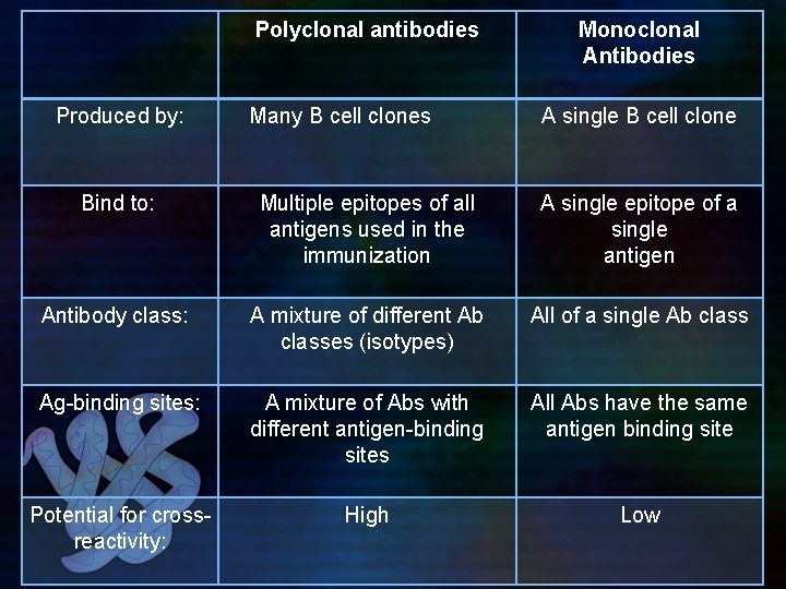 Polyclonal antibodies Produced by: Many B cell clones Monoclonal Antibodies A single B cell