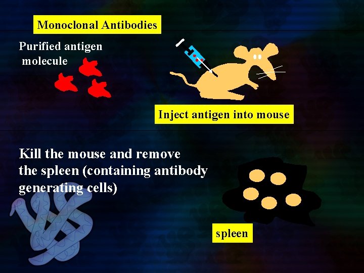 Monoclonal Antibodies Purified antigen molecule Inject antigen into mouse Kill the mouse and remove